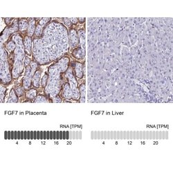 KGF/FGF-7 Antibody, Novus Biologicals 0.1mL; Unlabeled:Antibodies, Polyclonal